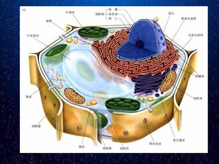 科学前沿 组装细胞