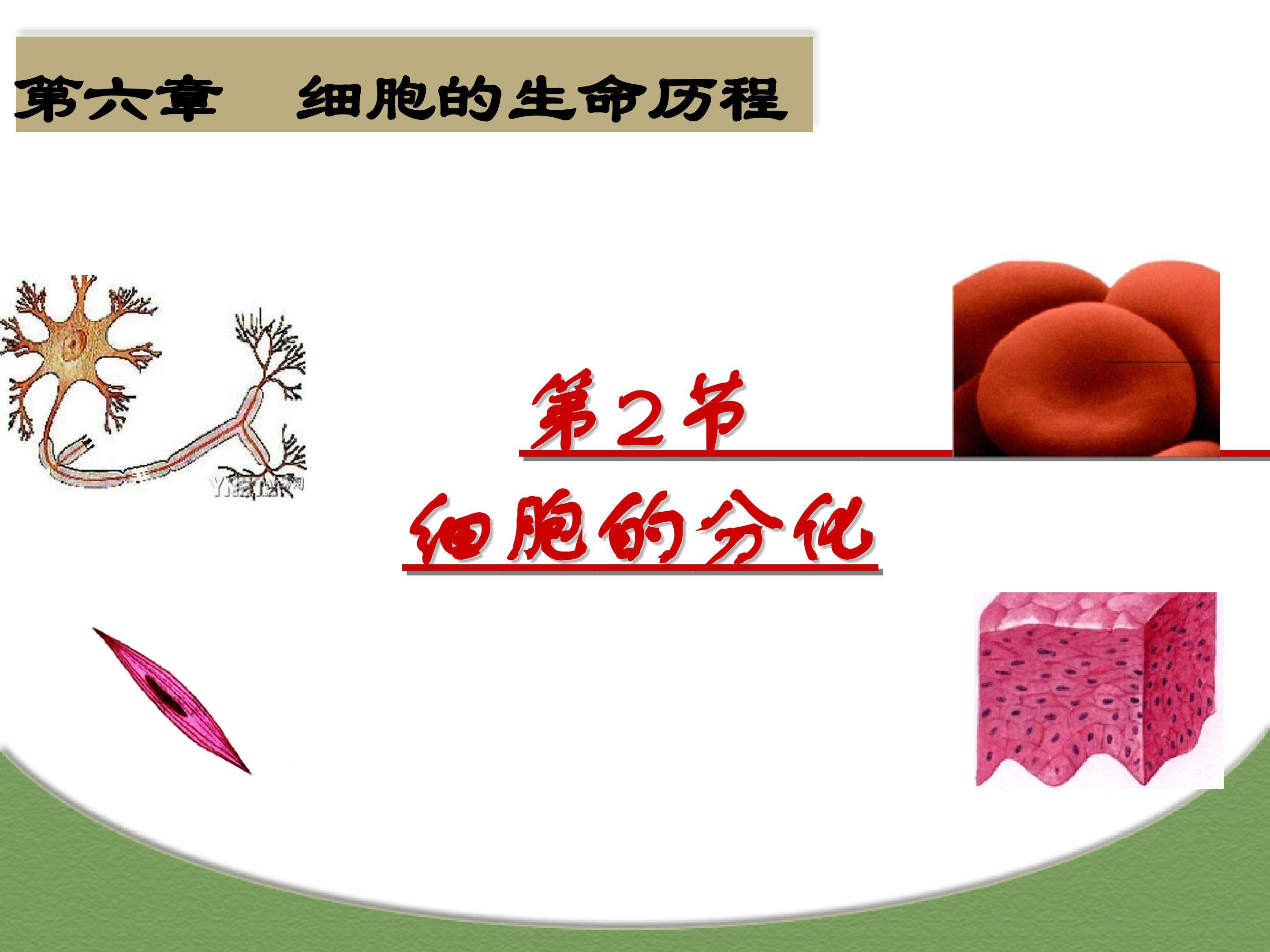 细胞的分化