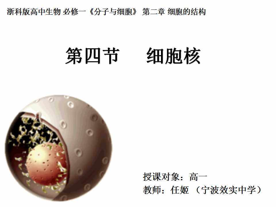 第二章第四节细胞核