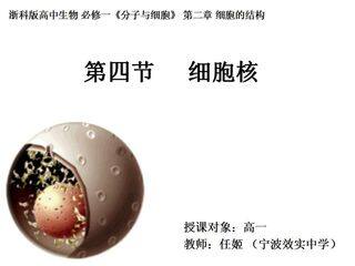 第二章第四节细胞核