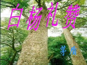 14  白杨礼赞