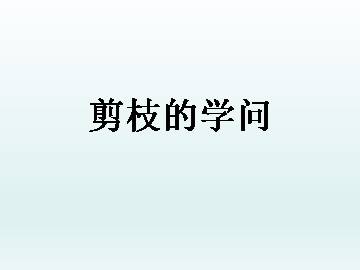 剪枝的学问_课件1