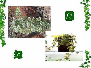 囚绿记_课件1
