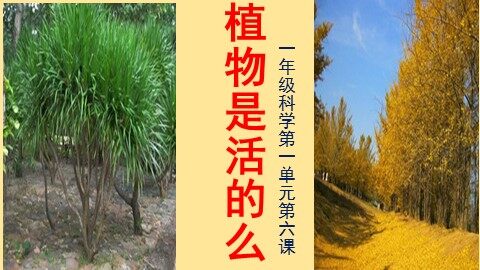 5．植物是“活”的吗