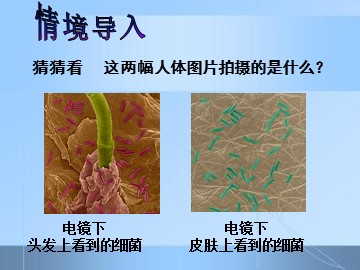 第二节  细菌