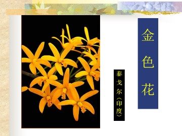 金色花_课件2