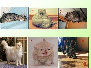 26 猫 