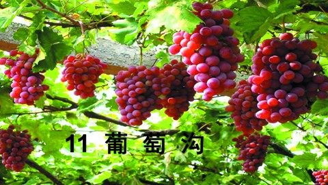 11  葡萄沟