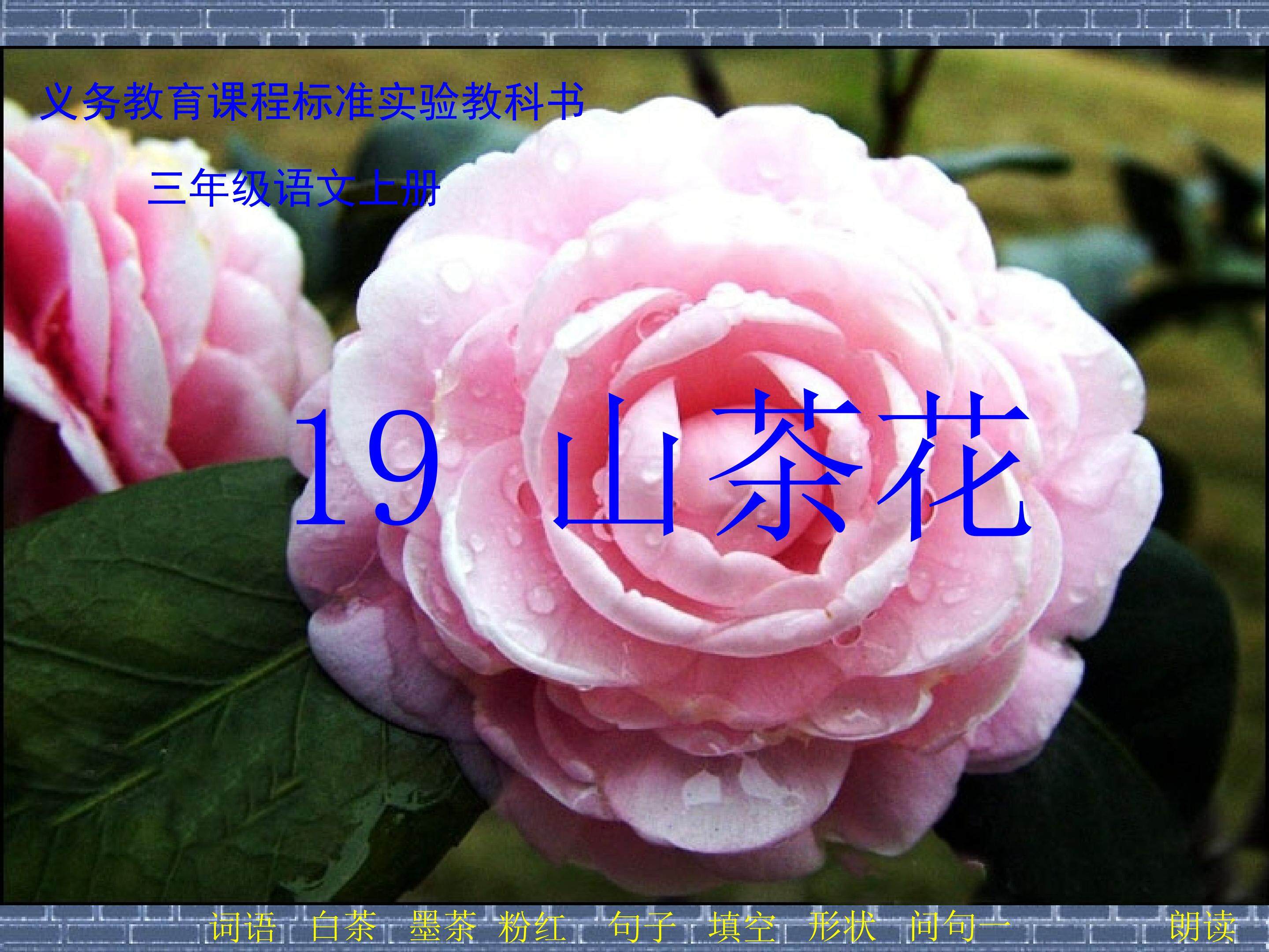 山茶花