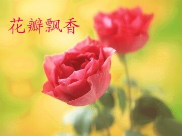 花瓣飘香_课件1