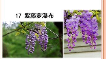 16 紫藤萝瀑布