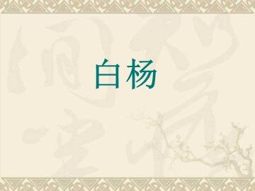 3 白杨