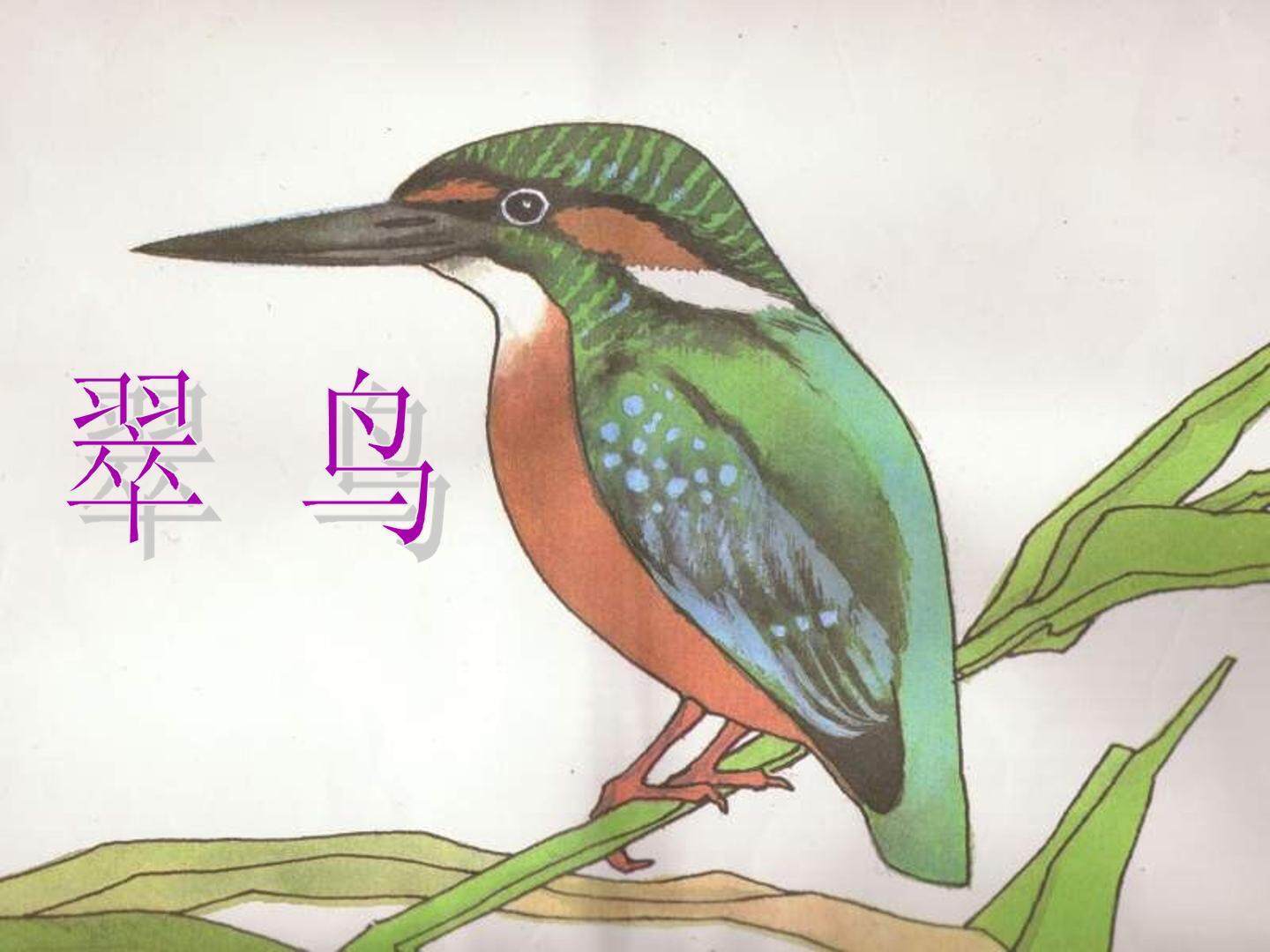 翠鸟_课件2