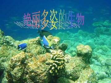 艳丽多姿的生物_课件1