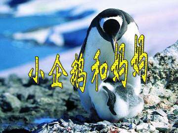 小企鹅和妈妈_课件1