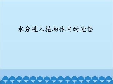 水分进入植物体内的途径_课件1