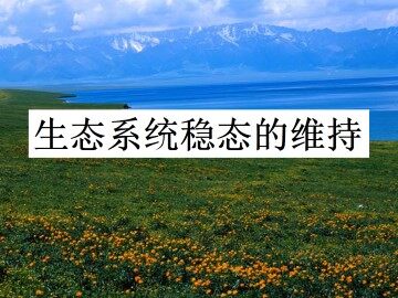 生态系统稳态的维持_课件1