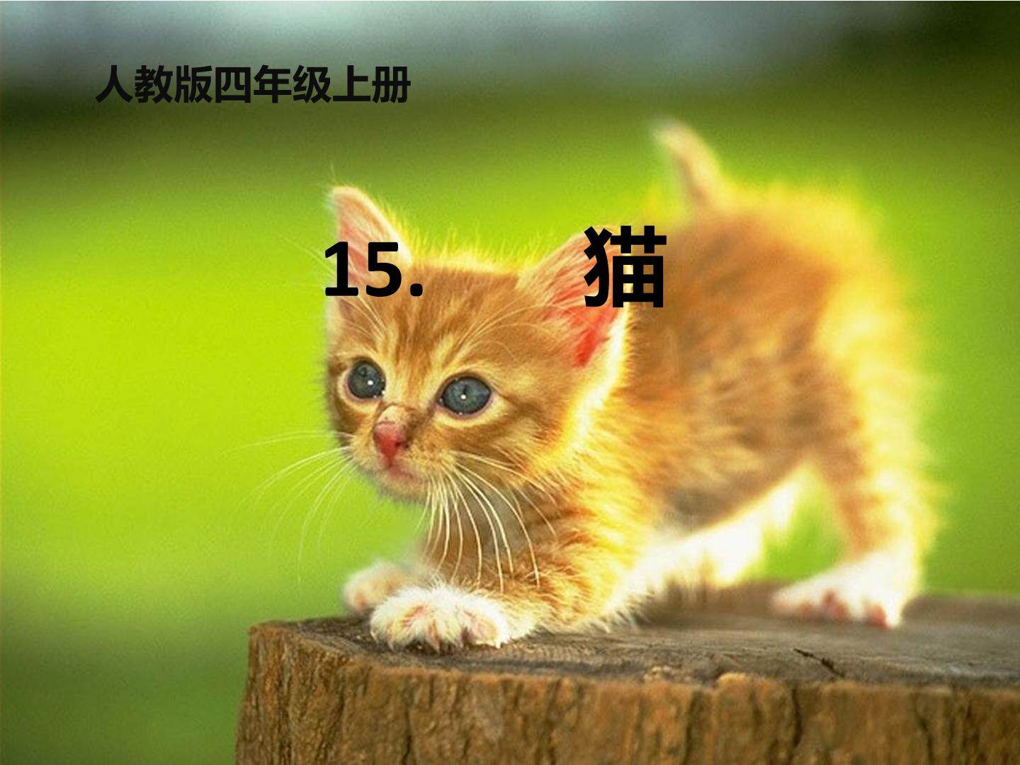 15 猫