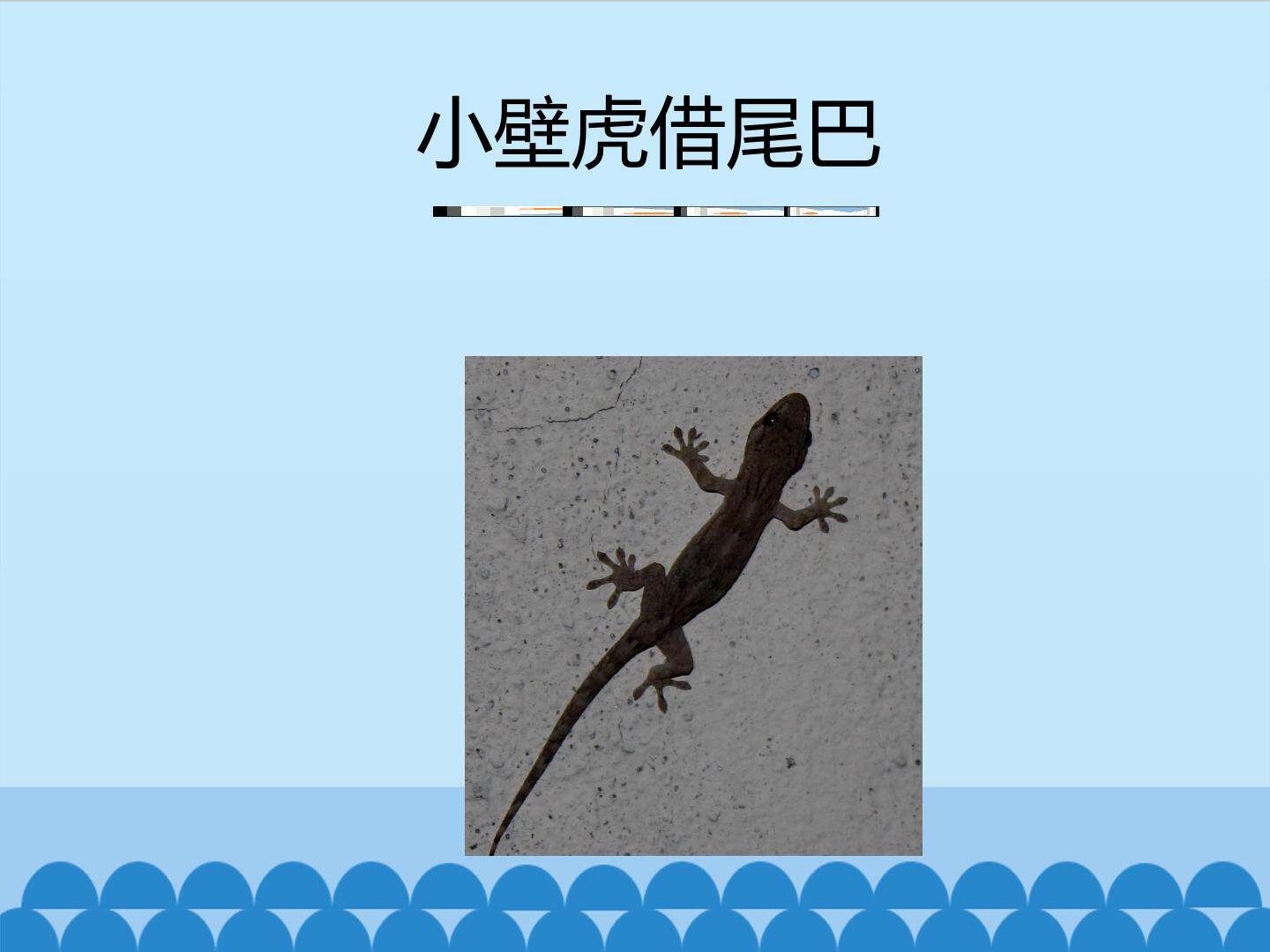 互动课件-小壁虎借尾巴