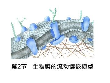 第2节---生物膜的流动镶嵌模型ppt