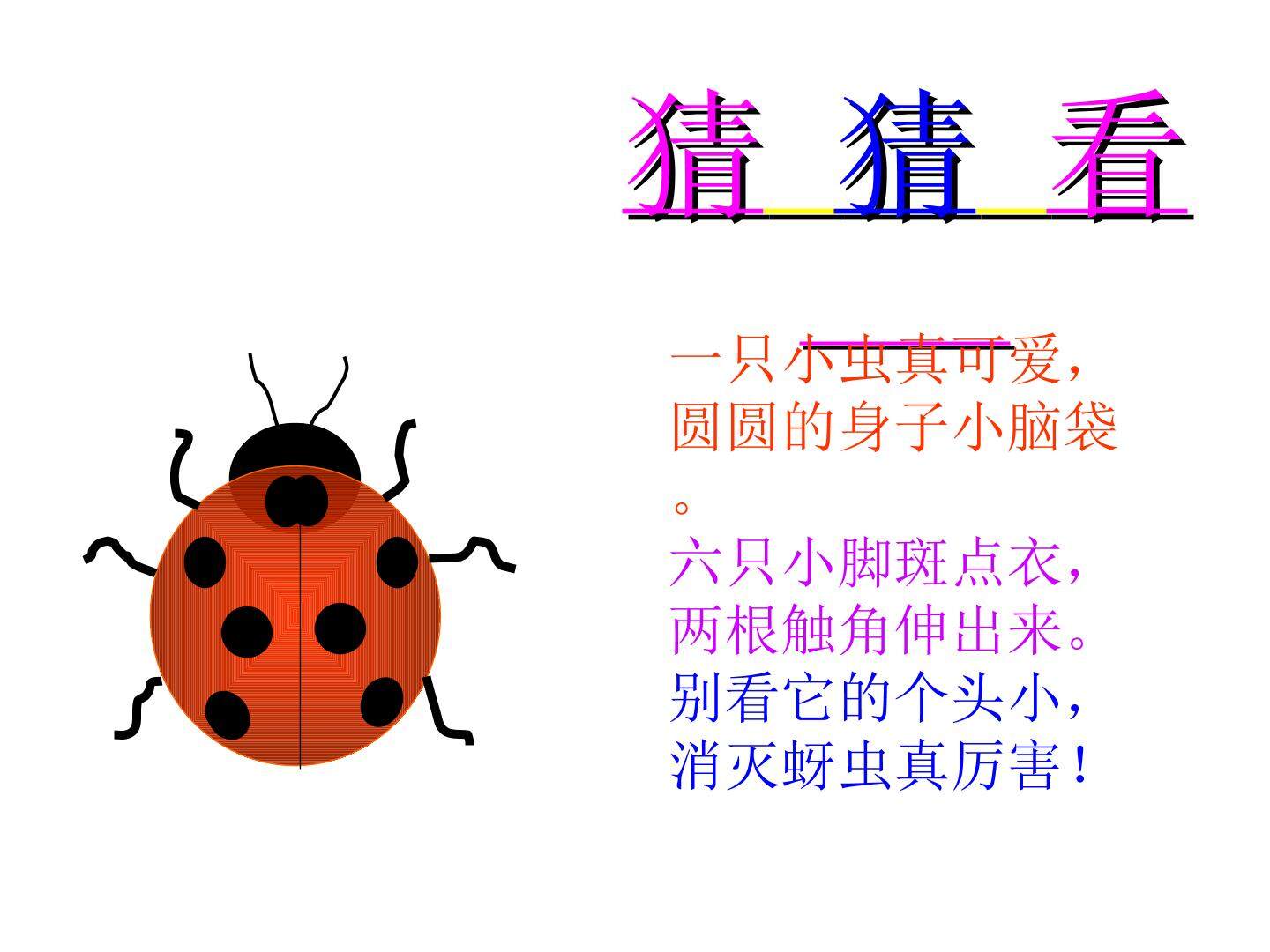 动物的朋友——瓢虫