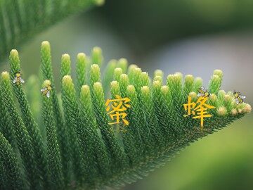 14蜜蜂