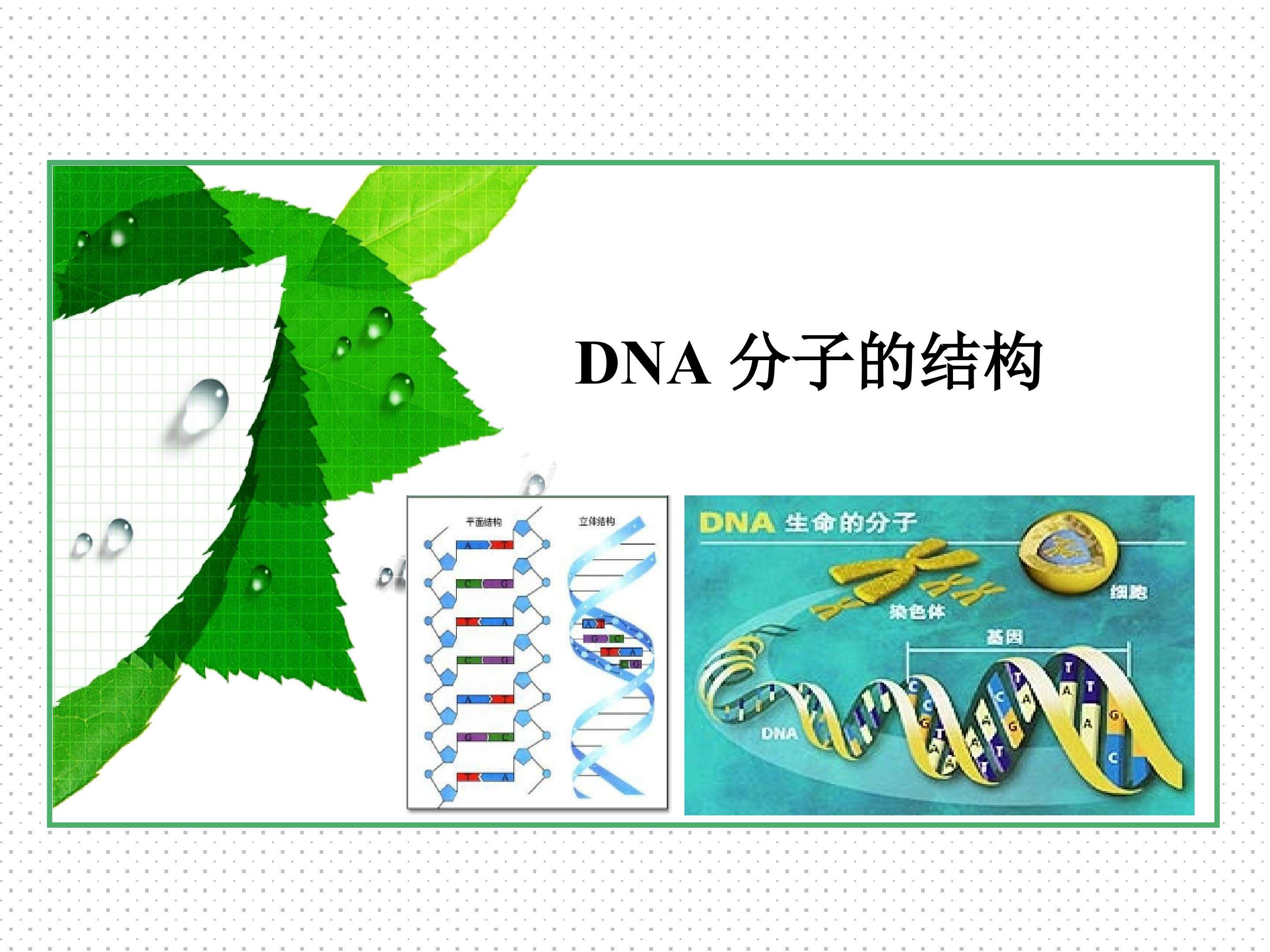 DNA分子的结构_课件1