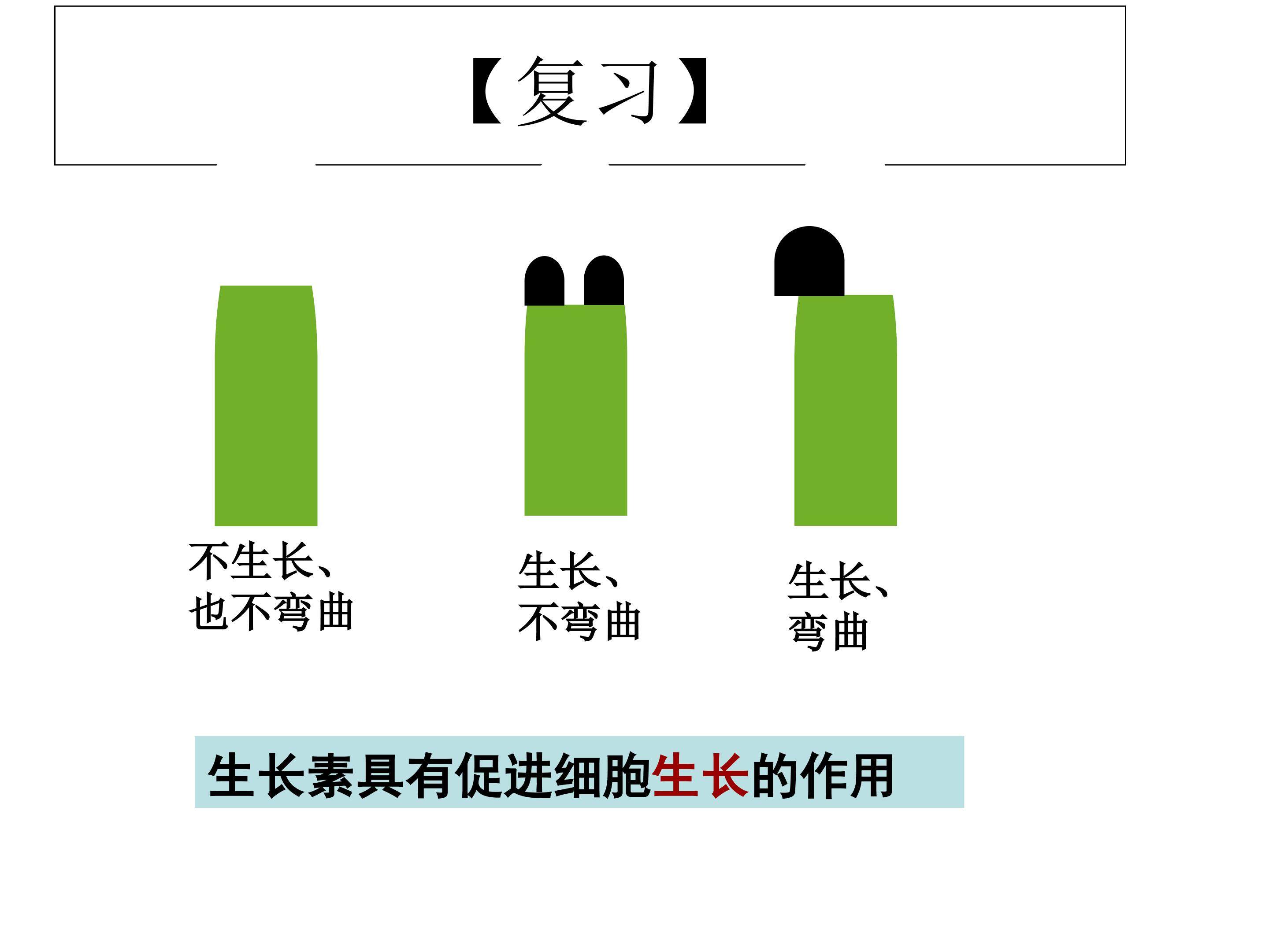 生长素生理作用