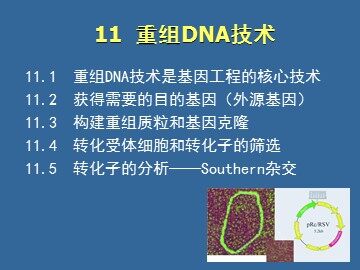 生物高中必修2第六章第二节课件3