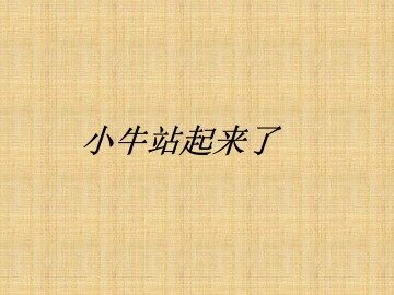 小牛站起来了_课件1