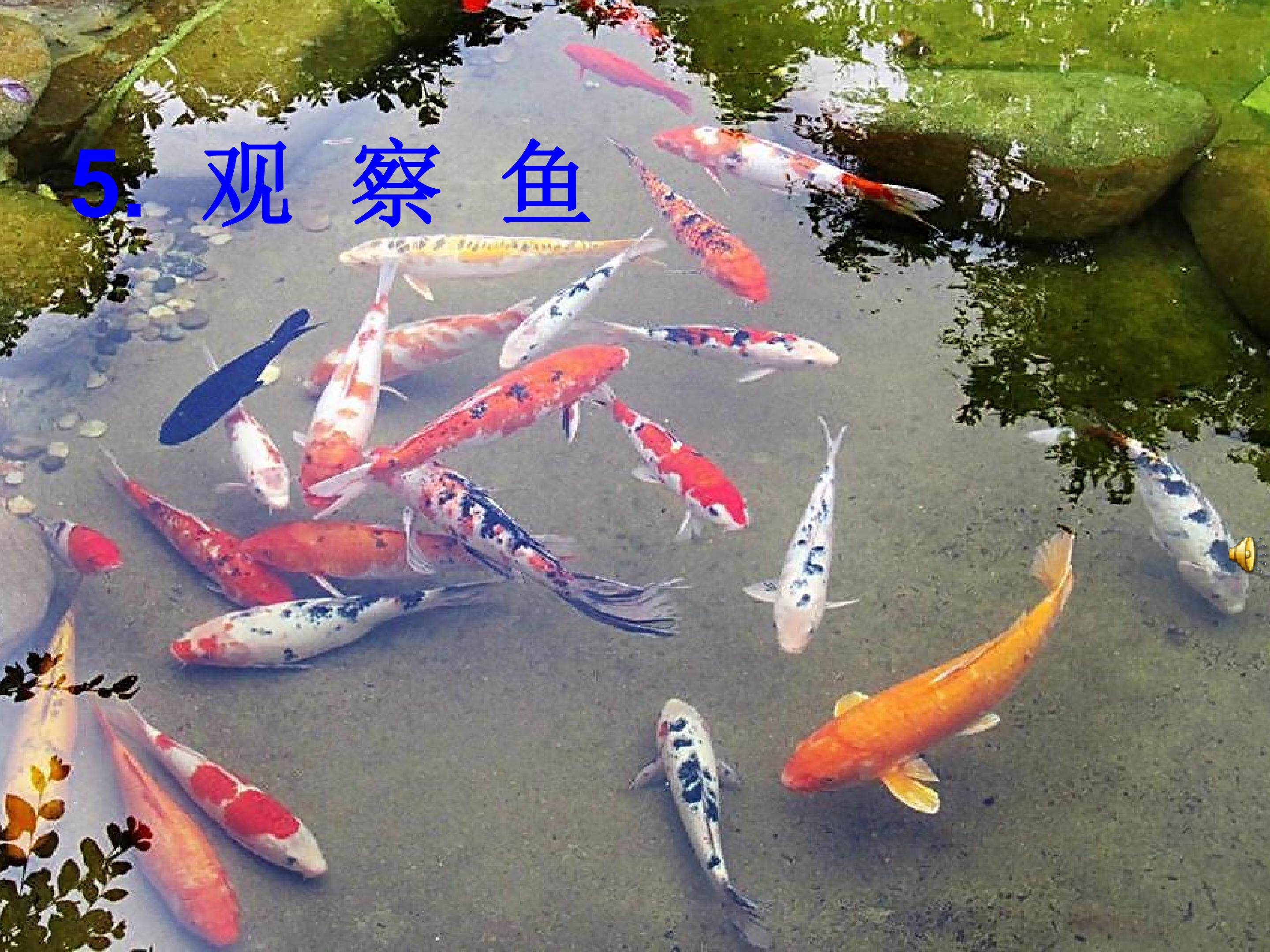 观察鱼