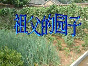 祖父的园子_课件6