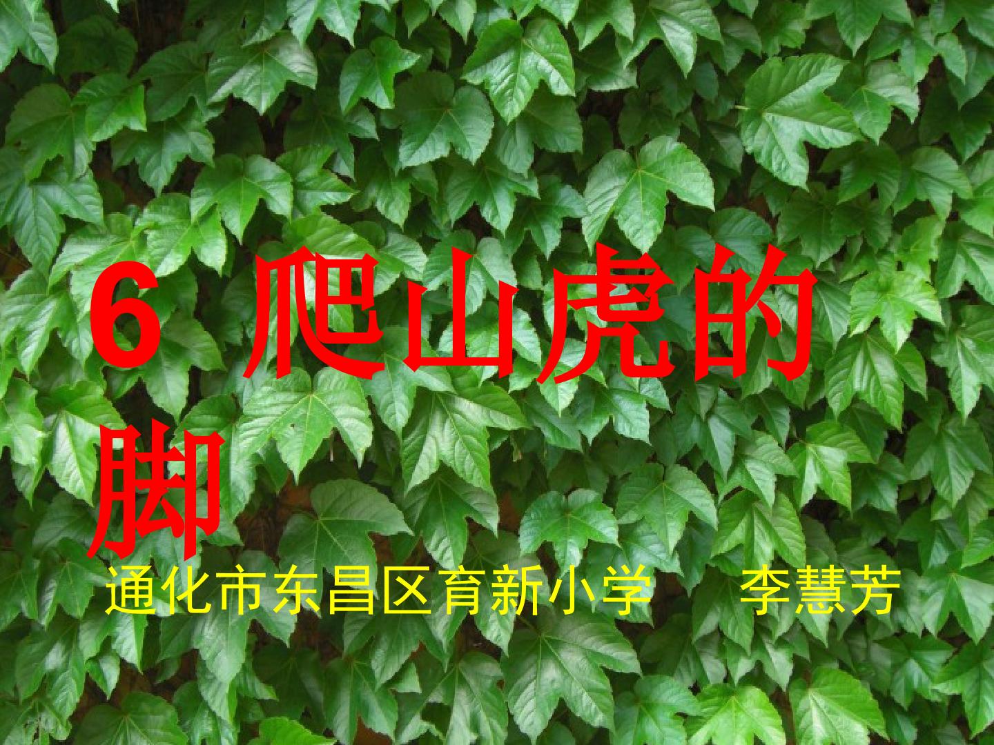 6　爬山虎的脚