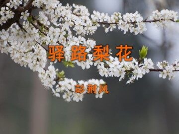 14  驿路梨花