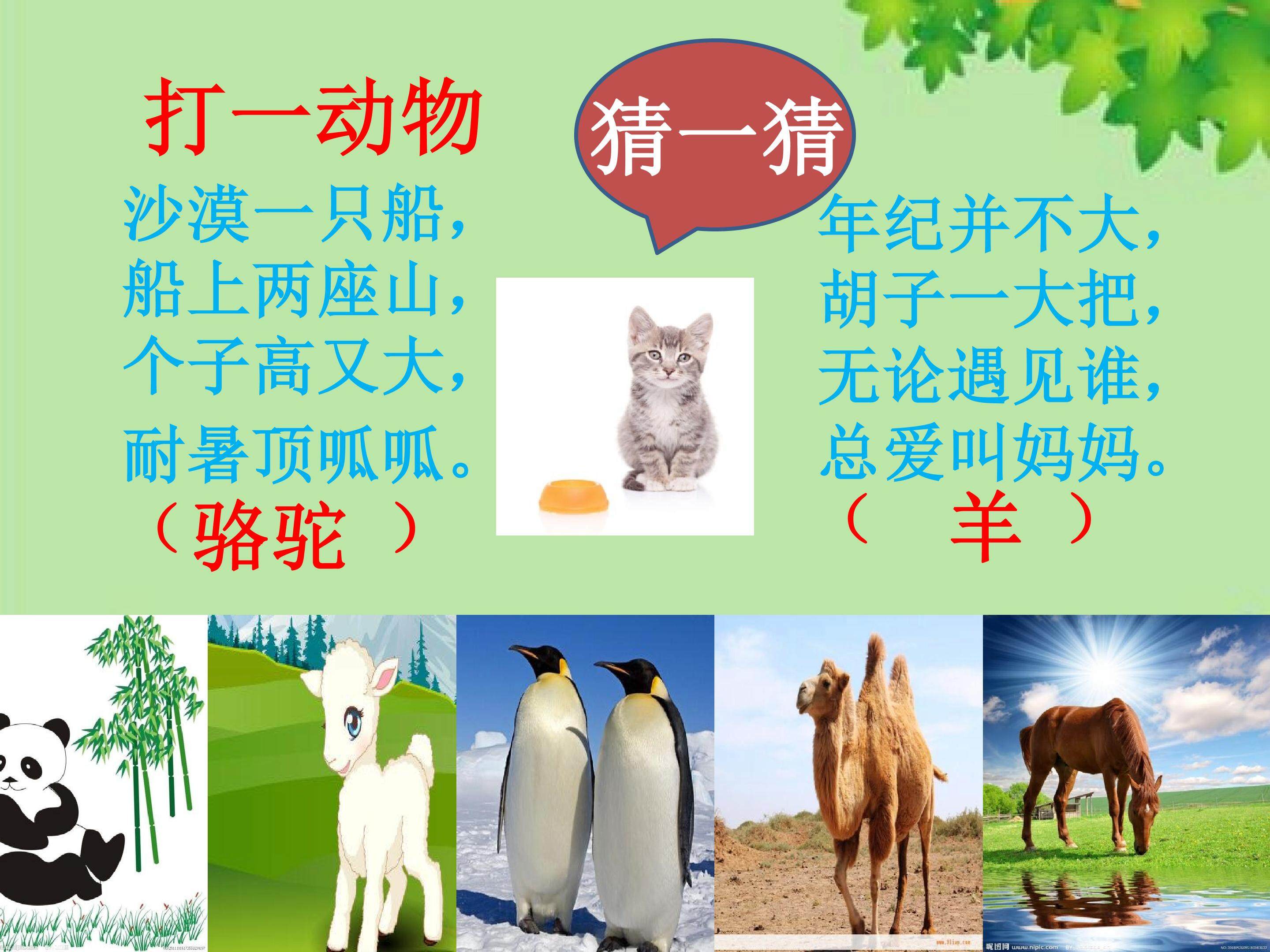 骆驼和羊