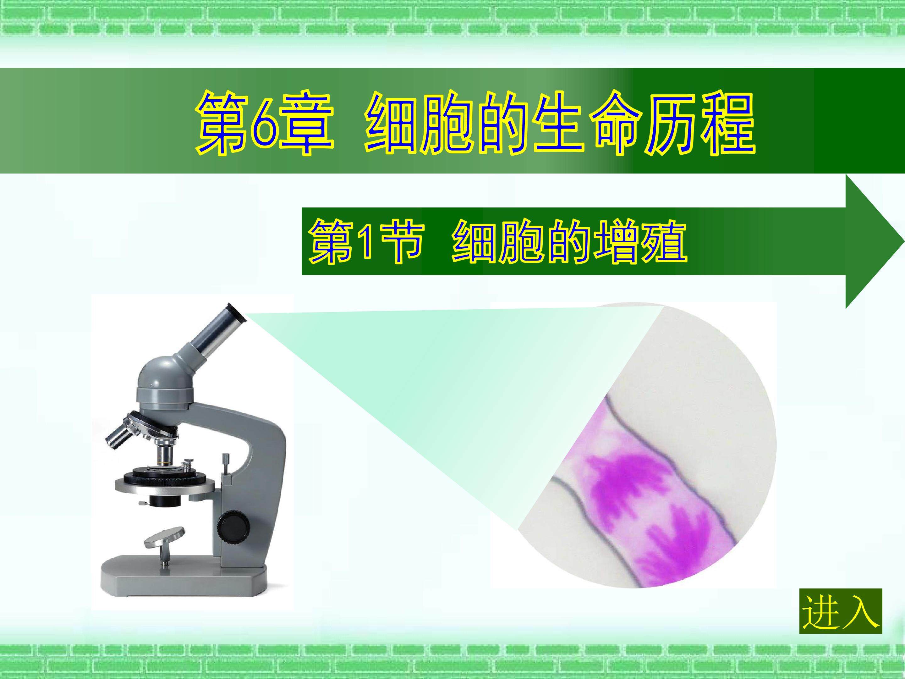 细胞的增殖