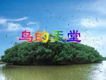 鸟的天堂_课件11