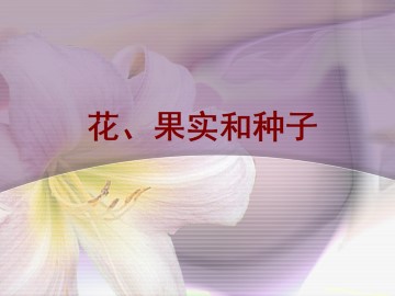 花、果实和种子_课件1