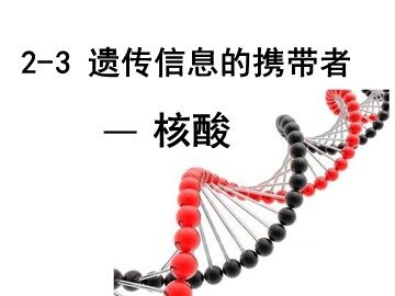 第3节  遗传信息的携带者——核酸