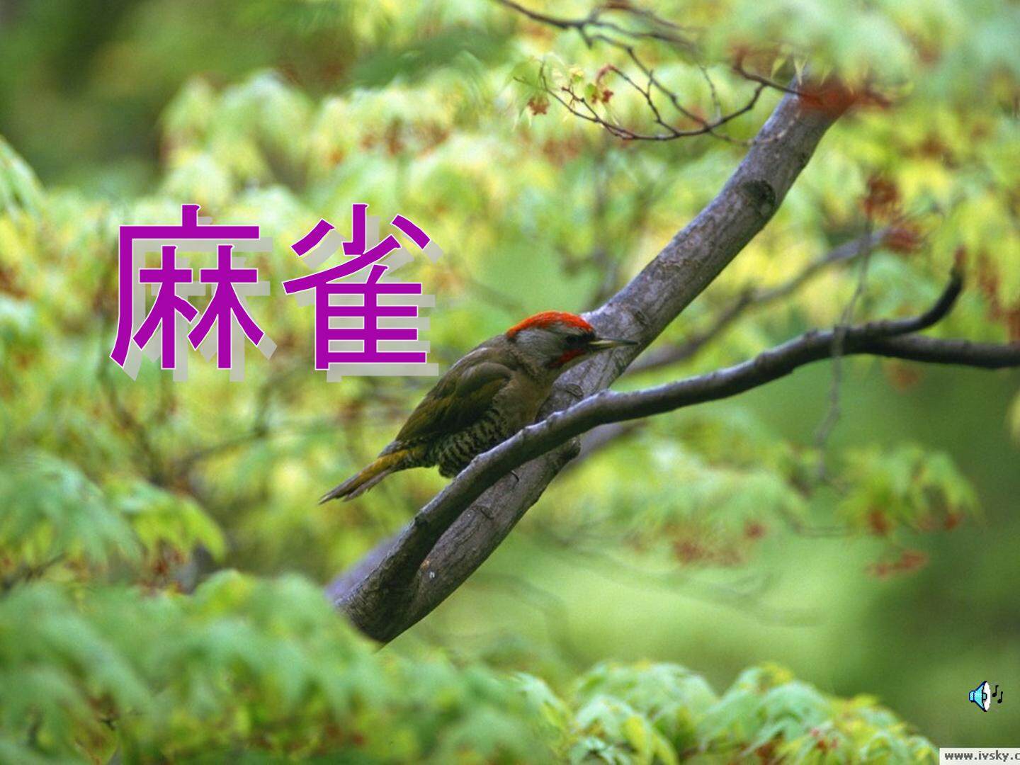 5 灰雀