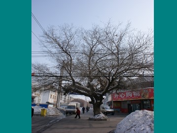 10 那树 