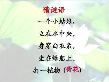3 荷花