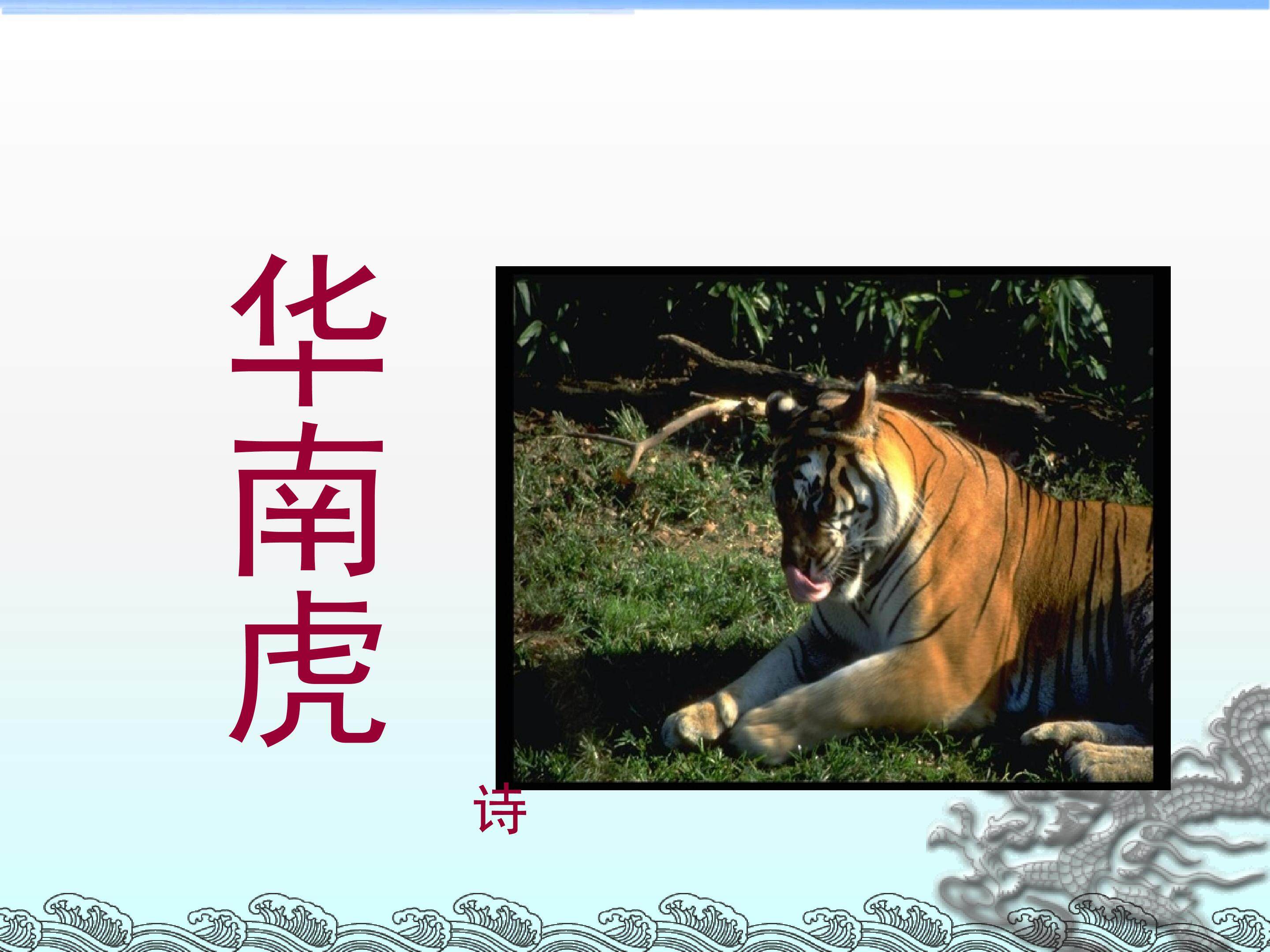华南虎_课件4