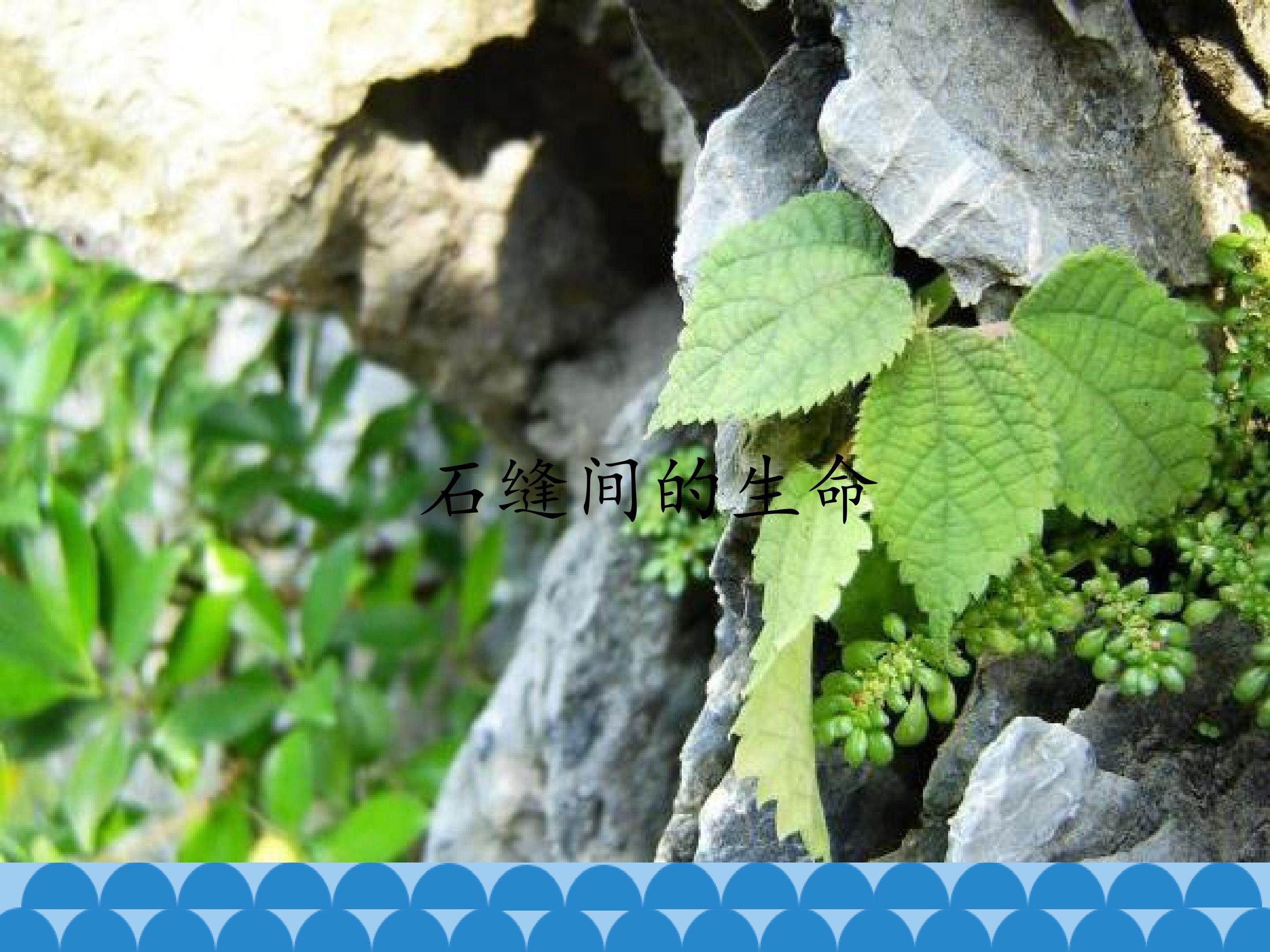 石缝间的生命_课件1