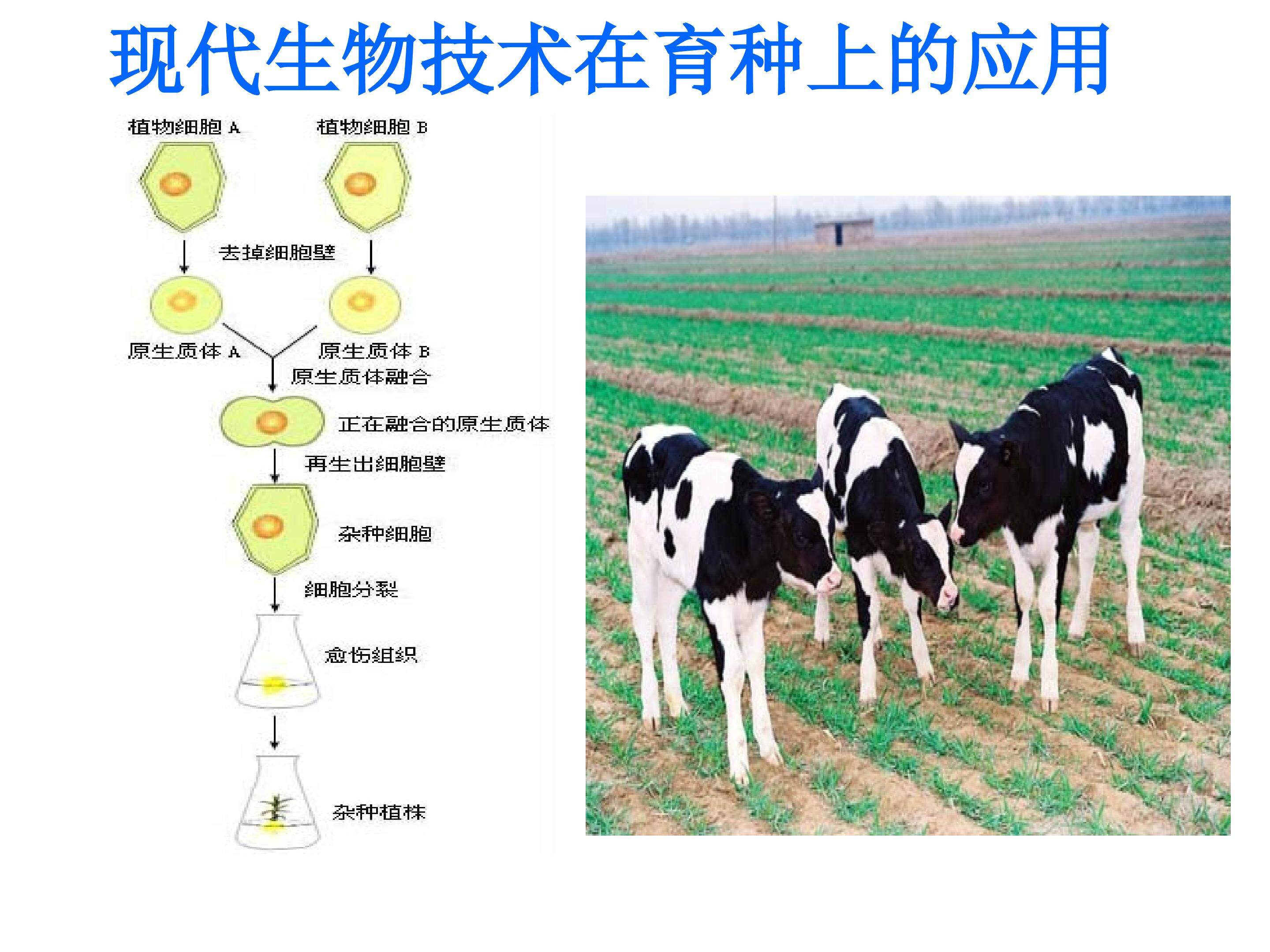 现代生物技术在育种上的应用_课件1