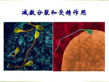 一  减数分裂