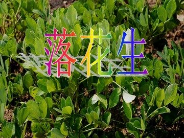 15 落花生