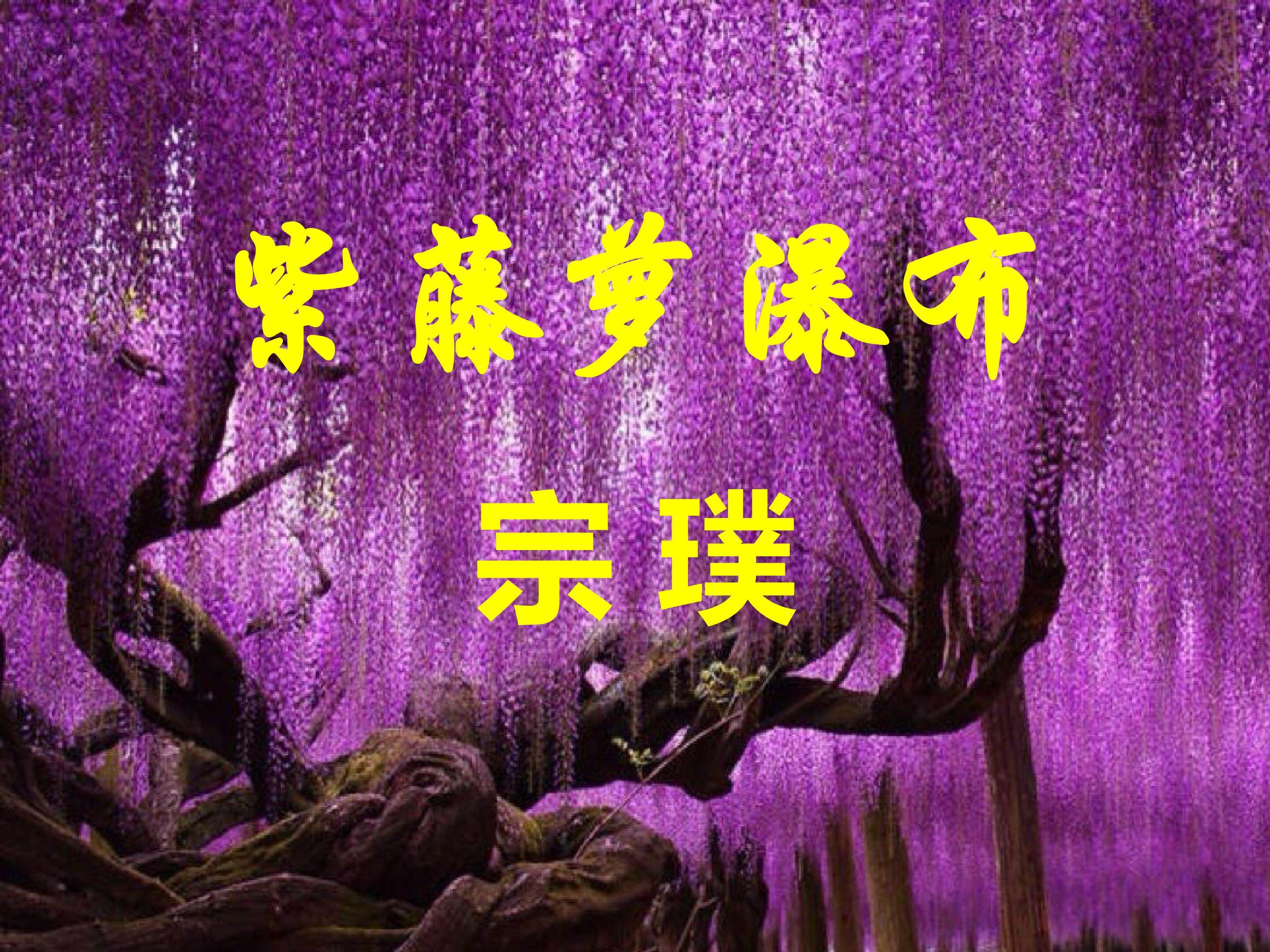 《紫藤萝瀑布》