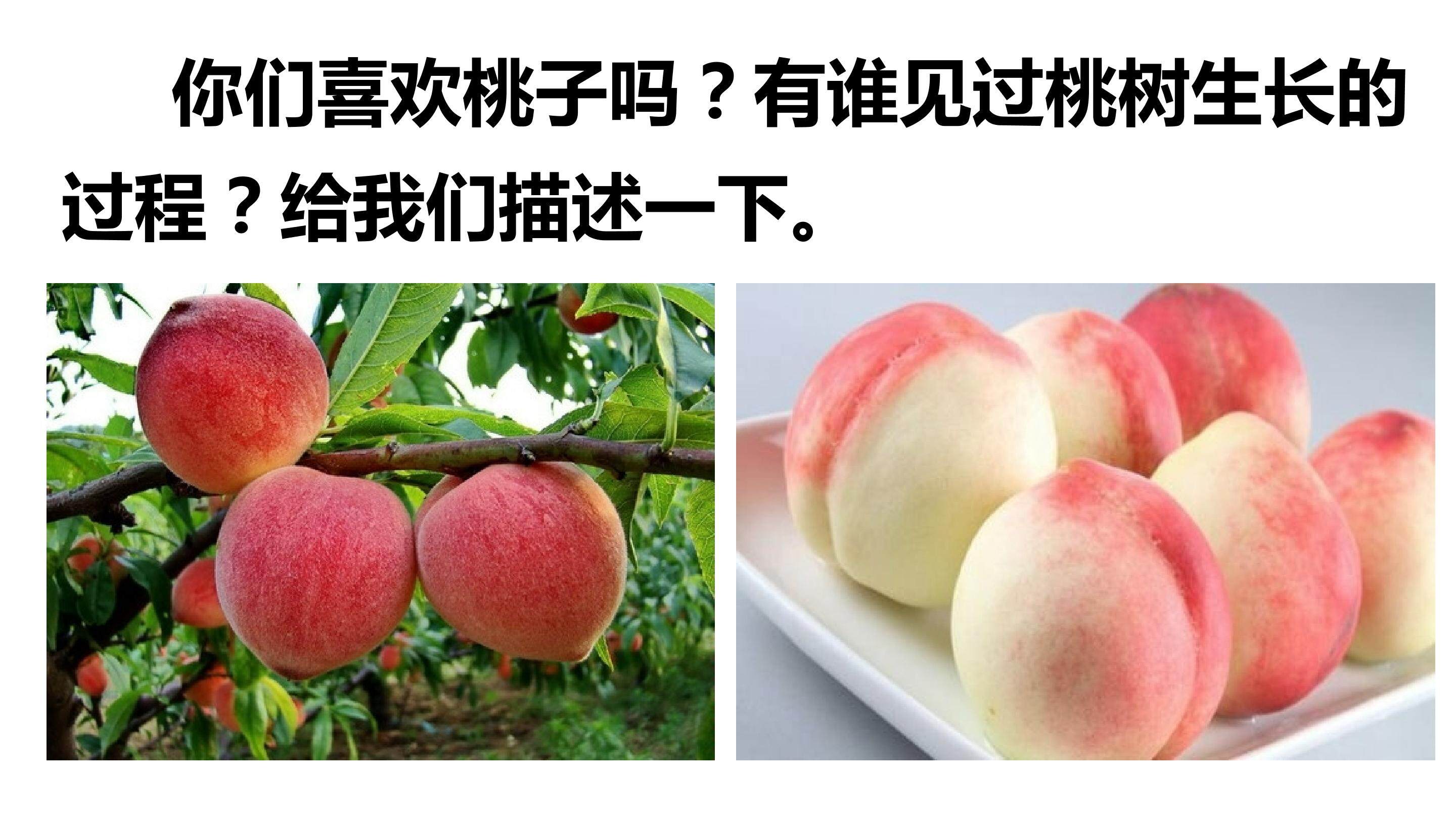 一颗小桃树
