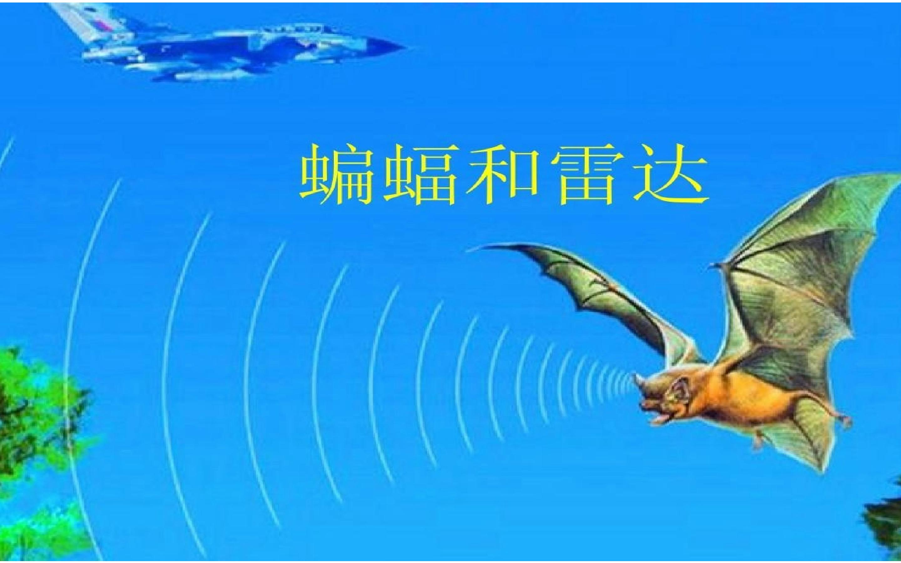蝙蝠和雷达